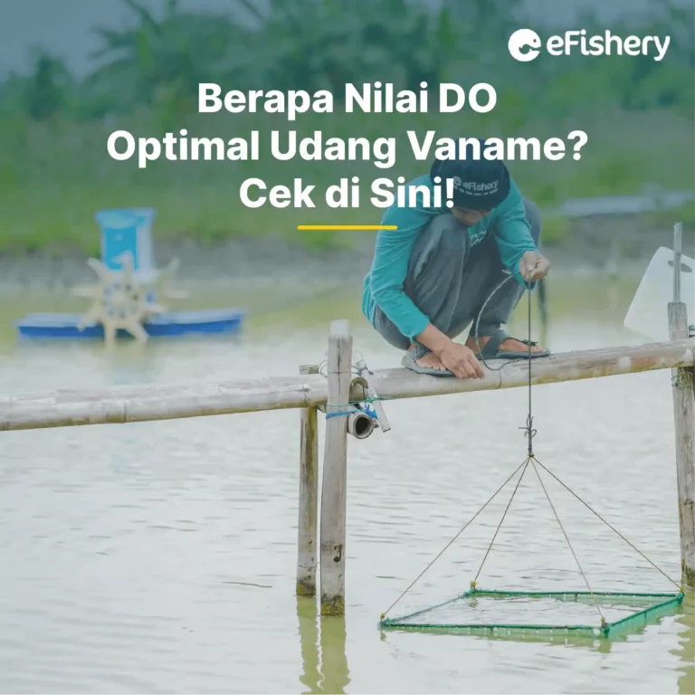 do optimal udang vaname