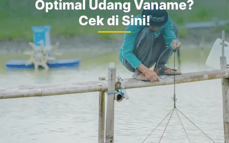 do optimal udang vaname