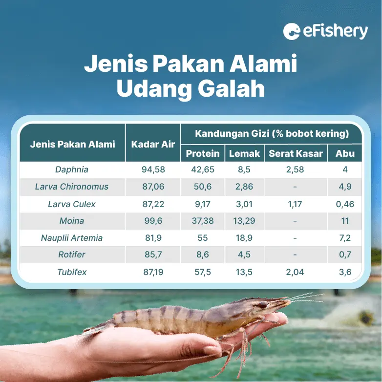 jenis pakan alami udang galah