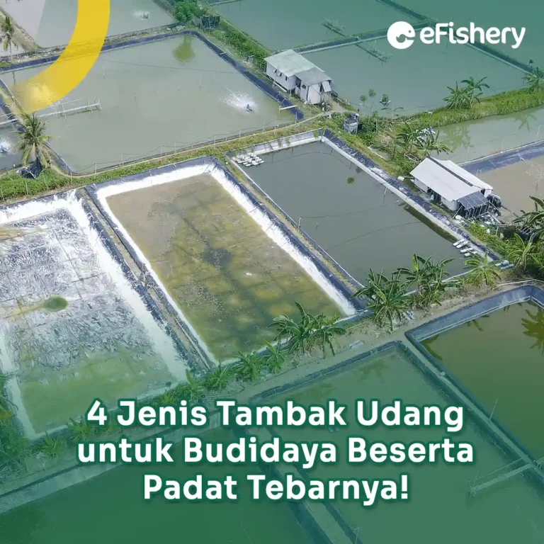 jenis tambak udang untuk budidaya beserta padat tebarnya