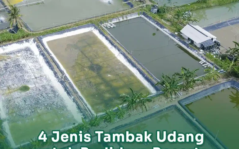 jenis tambak udang untuk budidaya beserta padat tebarnya