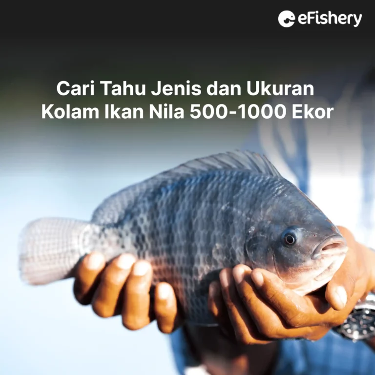 kolam ikan nila