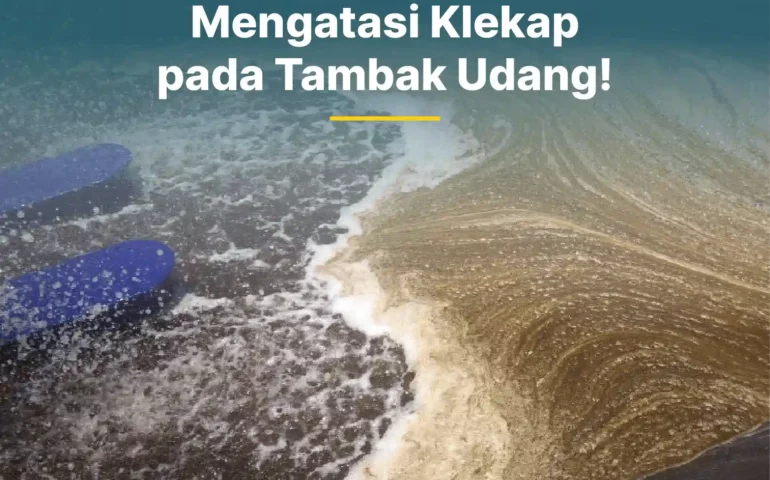 cara mengatasi klekap pada tambak udang