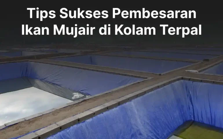 pembesaran ikan mujair di kolam terpal