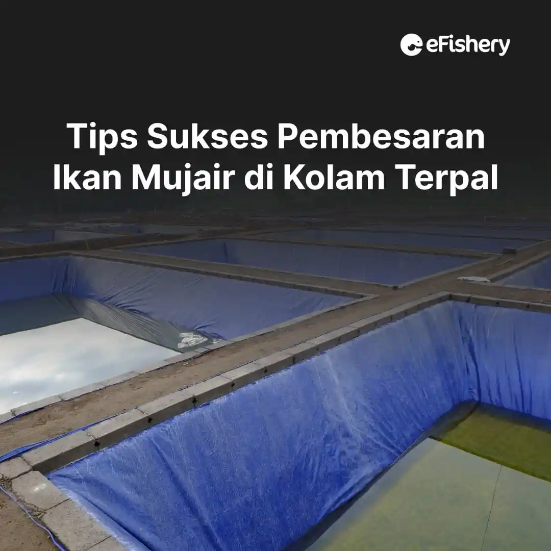 pembesaran ikan mujair di kolam terpal