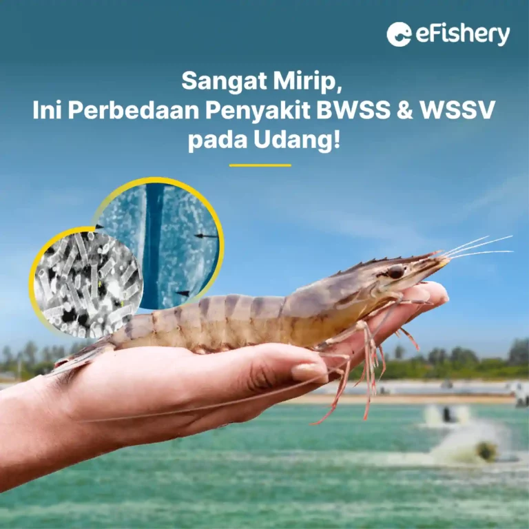 perbedaan penyakit bwss dan wssv pada udang