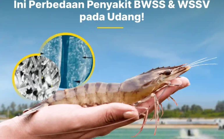 perbedaan penyakit bwss dan wssv pada udang