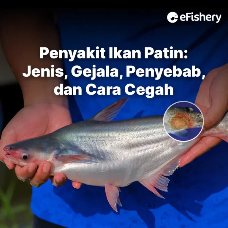 penyakit ikan patin