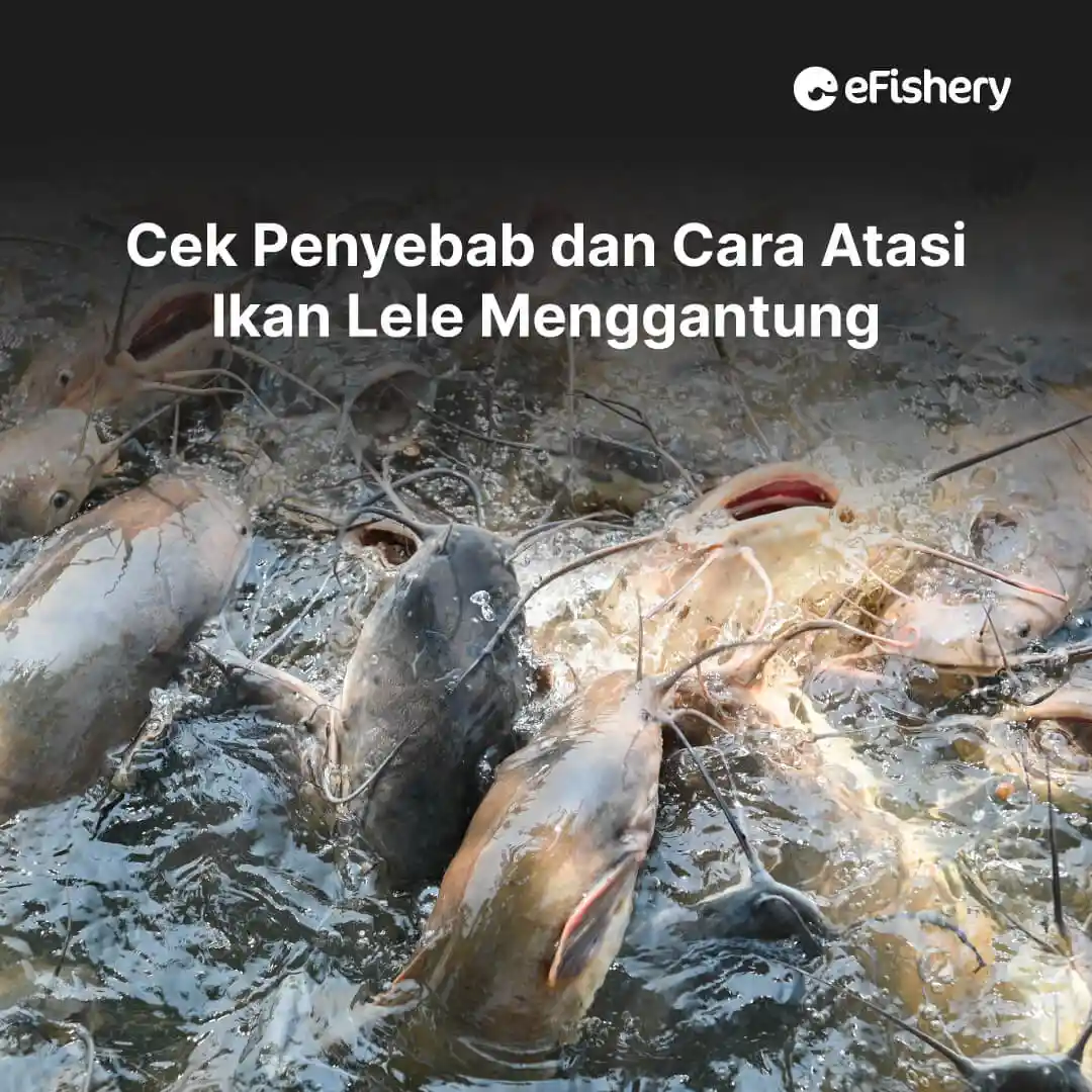 penyebab lele menggantung