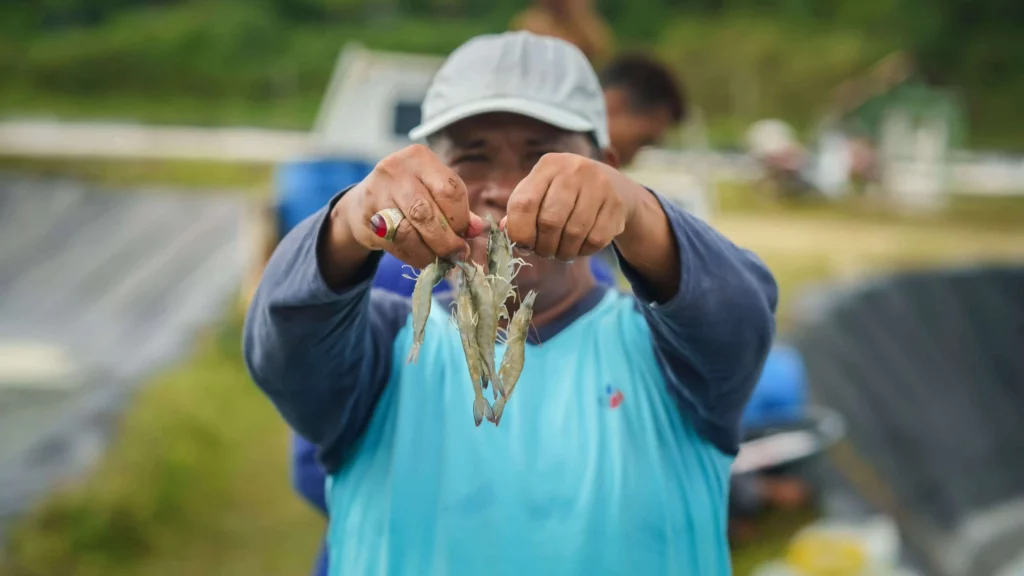 petambak udang membawa udang