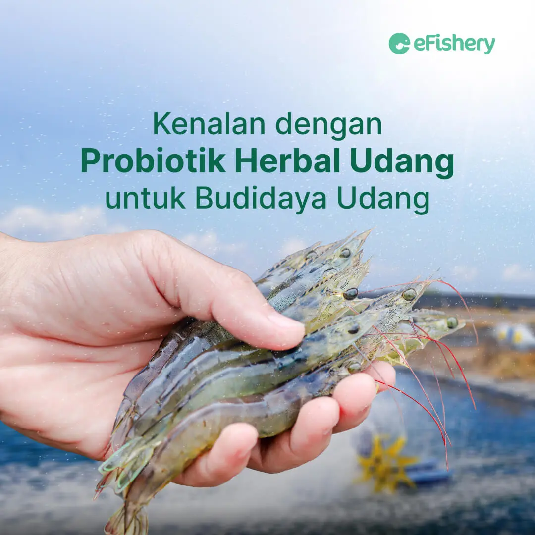 probiotik herbal udang