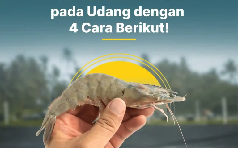 sistem imun pada udang