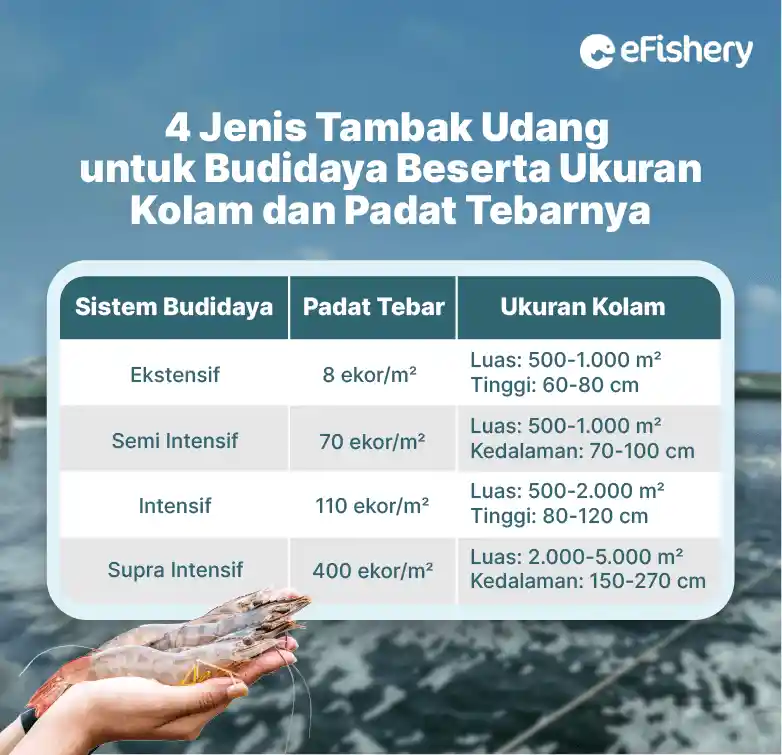 tabel jenis tambak udang untuk budidaya beserta ukuran kolam dan padat tebarnya