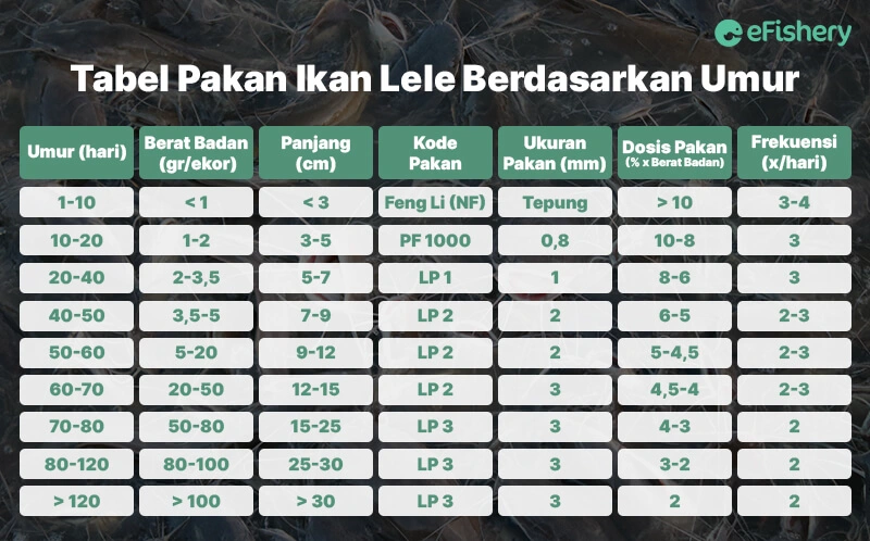 tabel pakan ikan lele berdasarkan umur