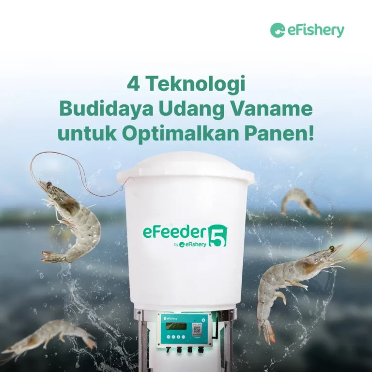 teknologi budidaya udang vaname untuk optimalkan panen