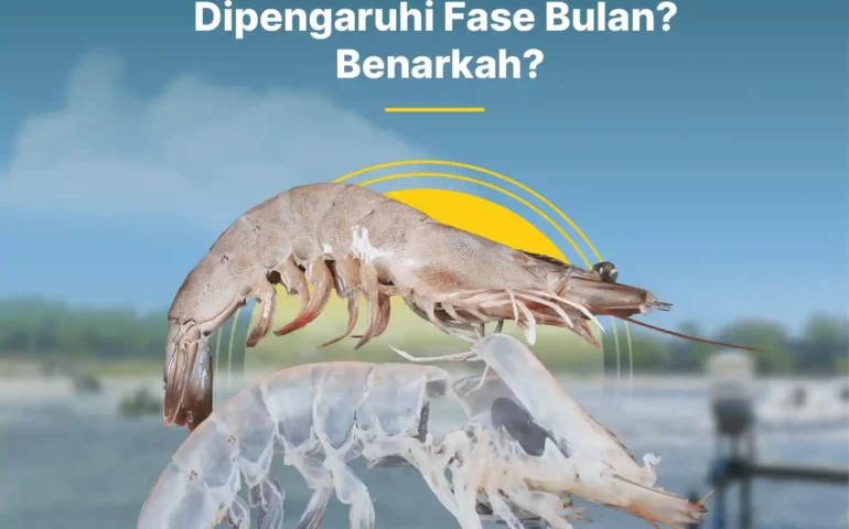 waktu molting udang vaname dipengaruhi fase bulan