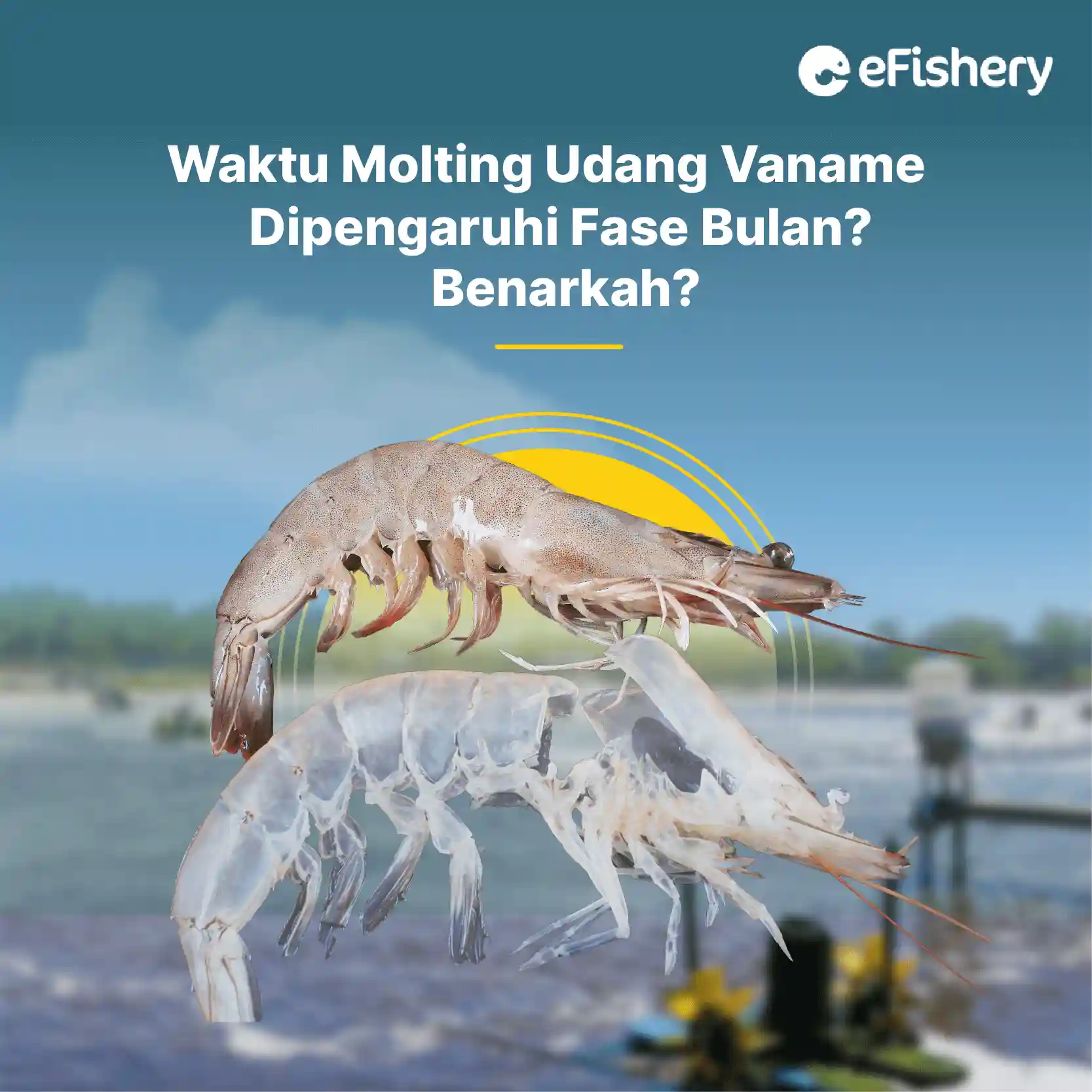 waktu molting udang vaname dipengaruhi fase bulan