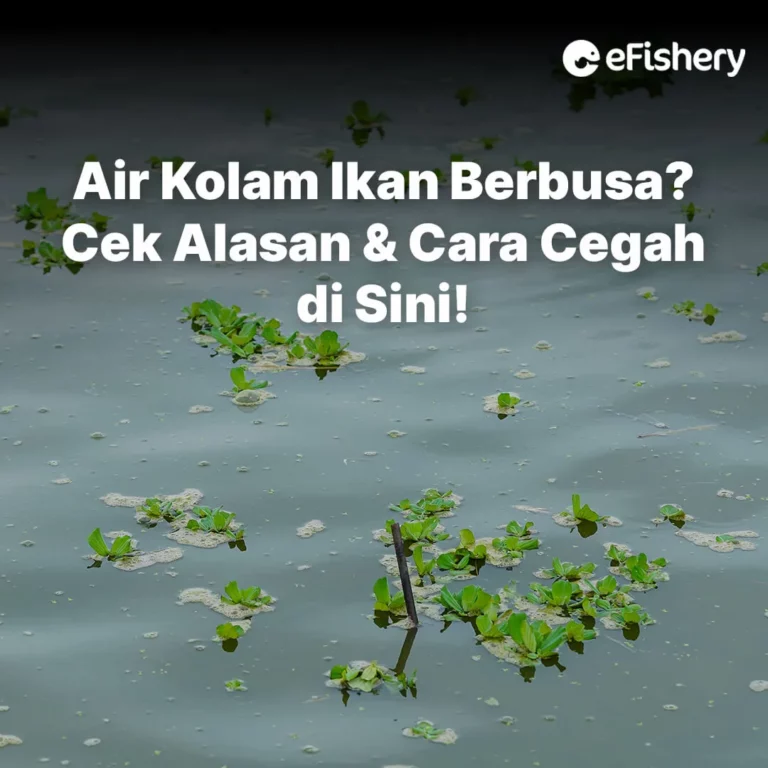 air kolam berbusa