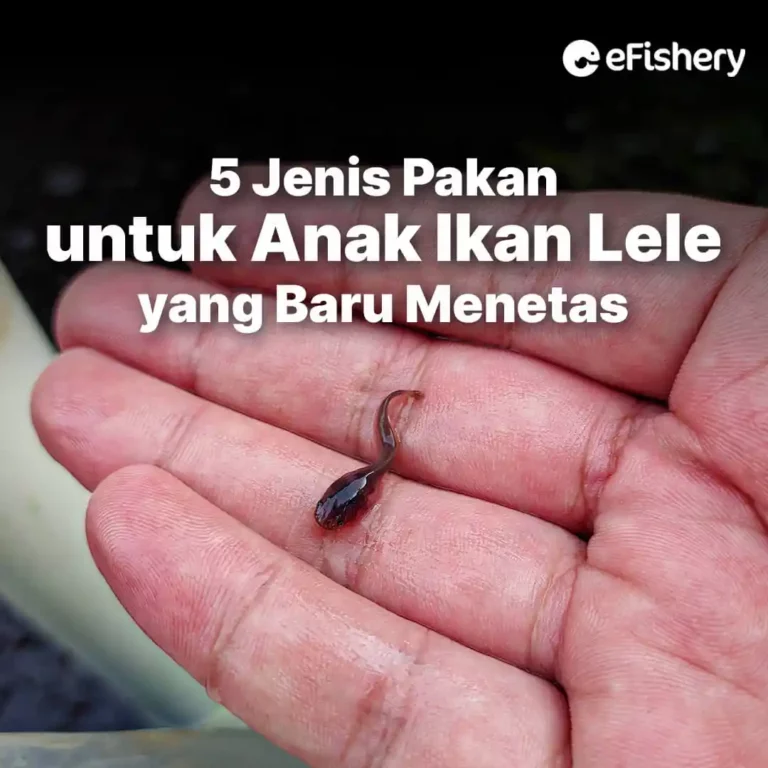 anak ikan lele