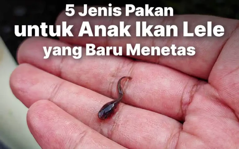 anak ikan lele