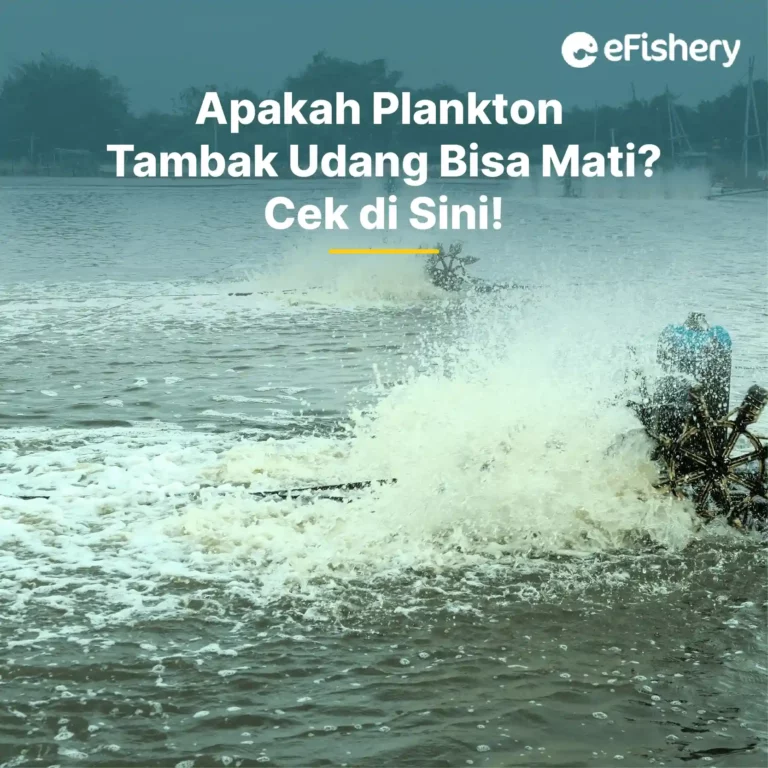 apakah plankton tambak udang bisa mati