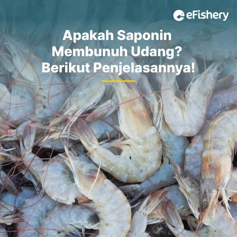 apakah saponin membunuh udang