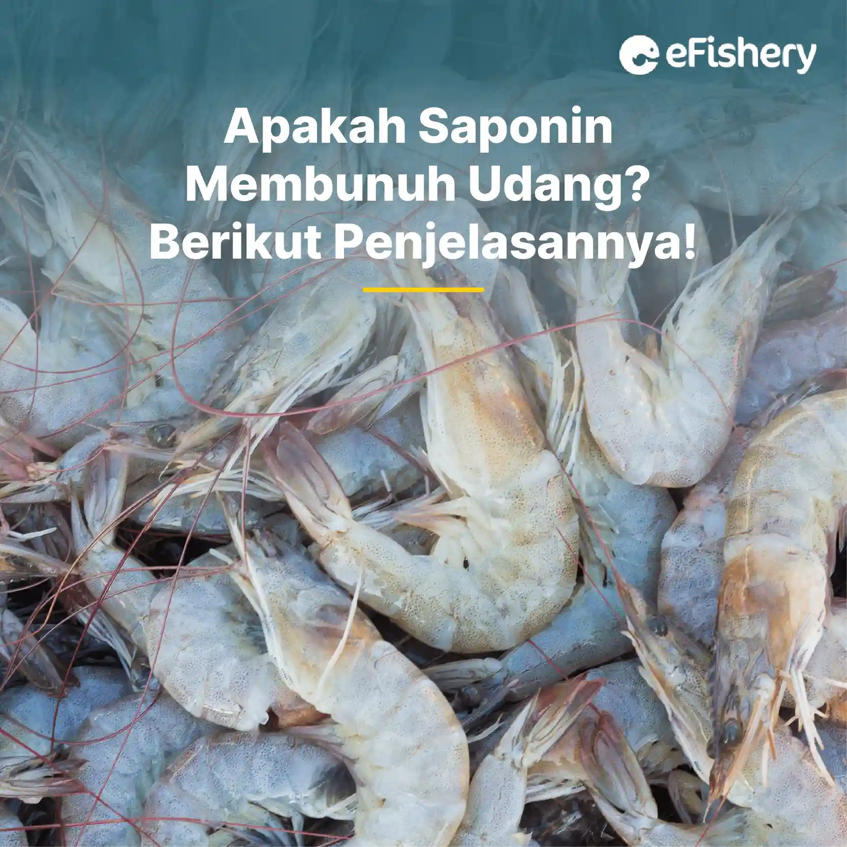 apakah saponin membunuh udang