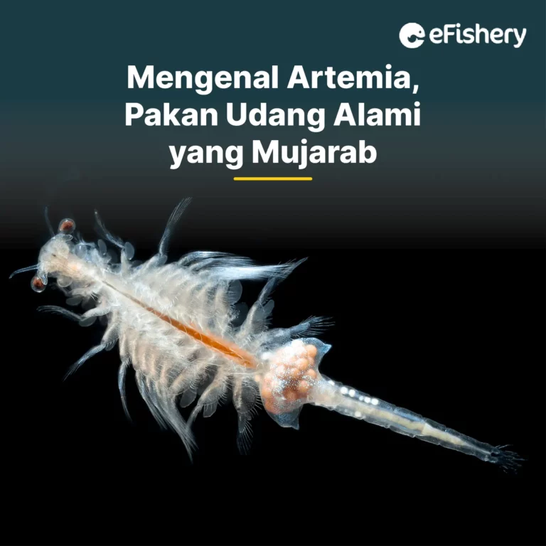 artemia pakan udang