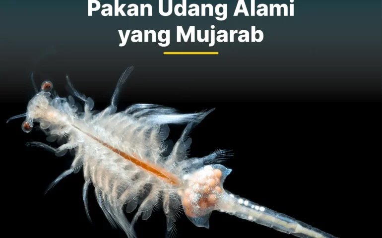 artemia pakan udang