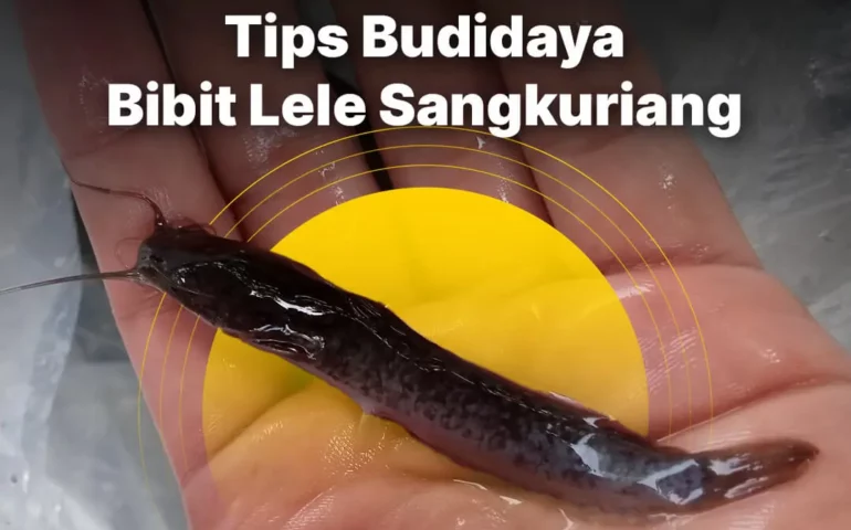 bibit lele sangkuriang