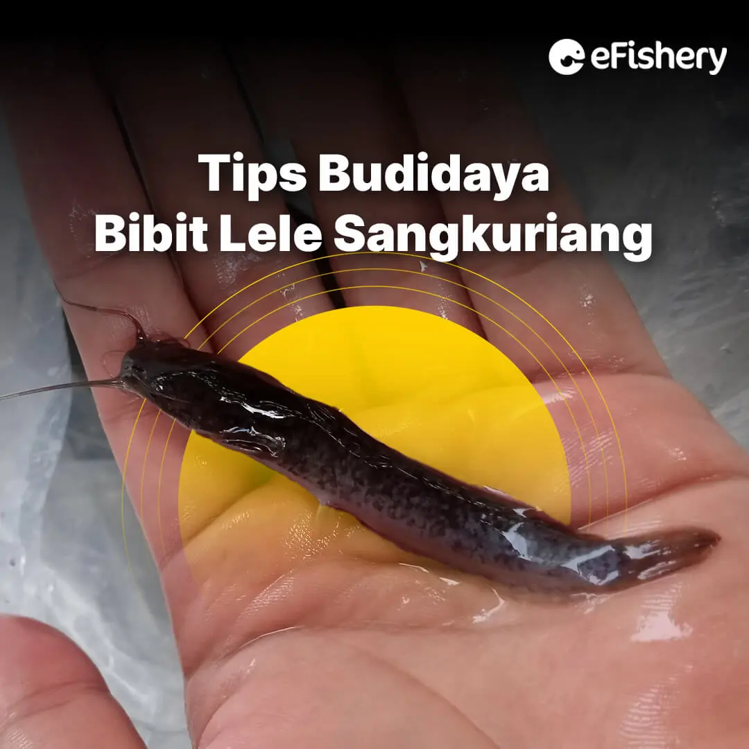 bibit lele sangkuriang