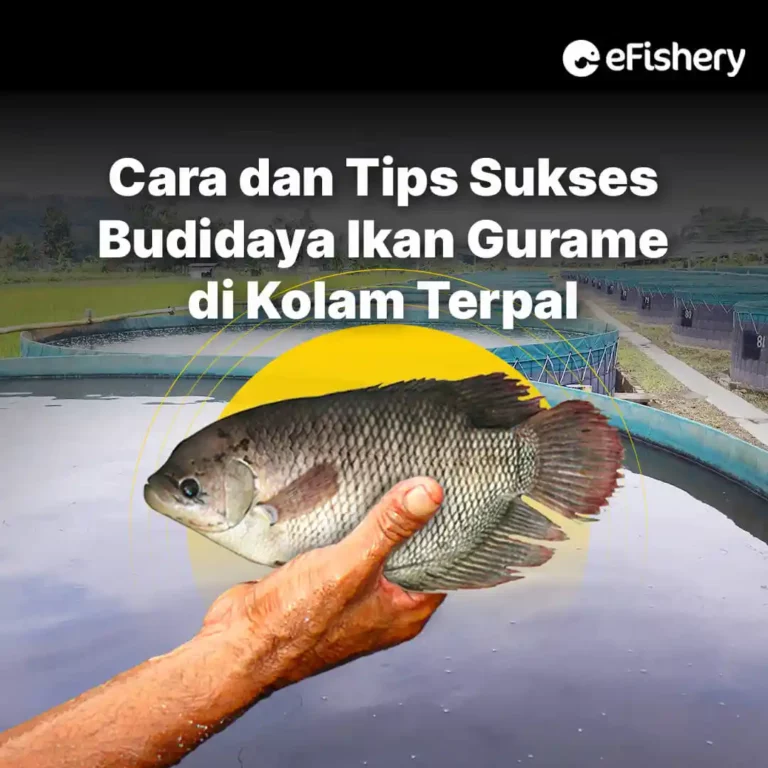 budidaya ikan gurame di kolam terpal