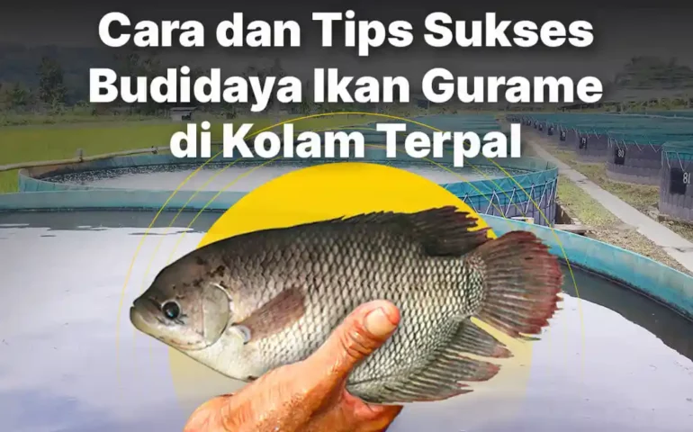 budidaya ikan gurame di kolam terpal