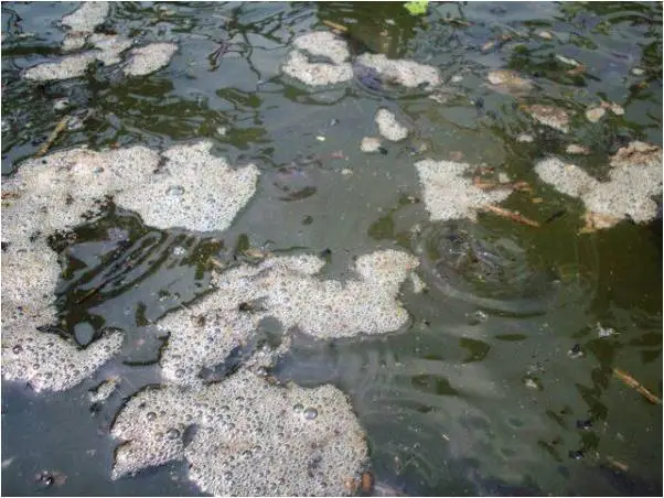 buih air kolam berbusa