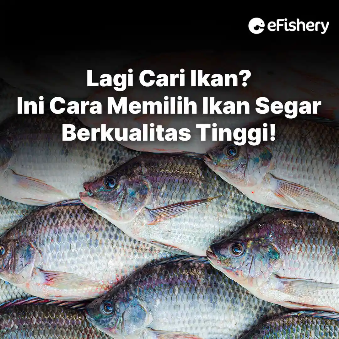  cara memilih ikan