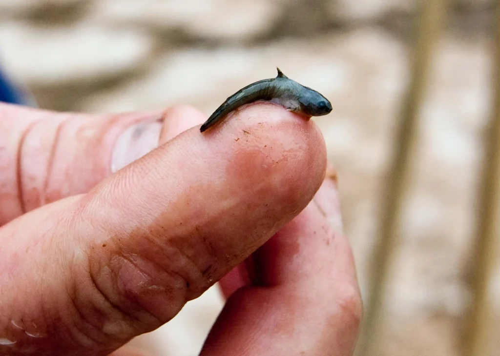 cara merawat anak ikan lele