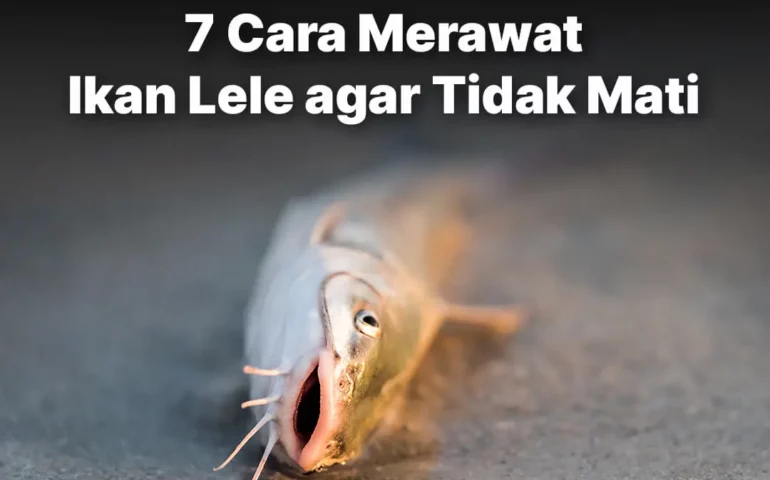 cara merawat ikan lele agar tidak mati