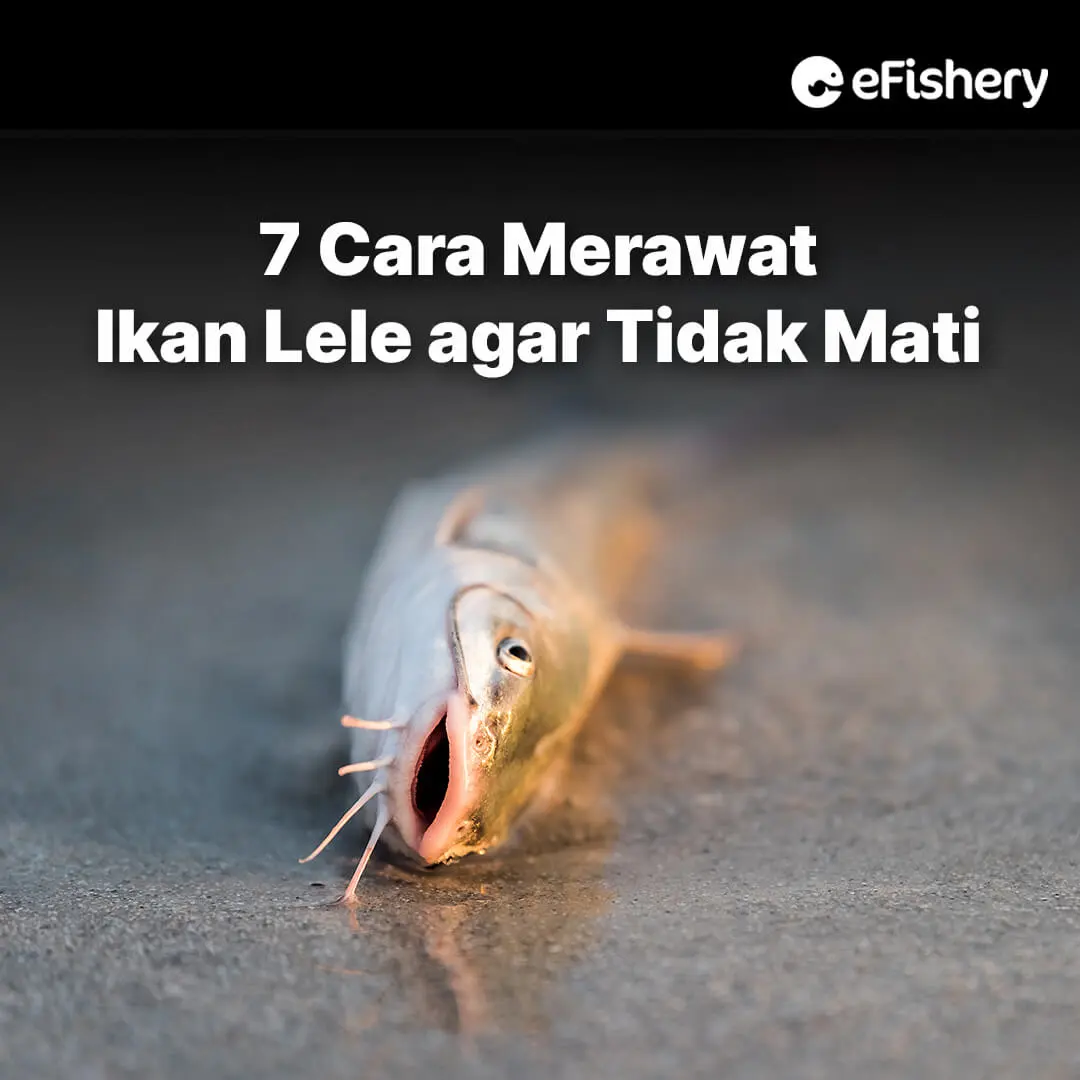 cara merawat ikan lele agar tidak mati