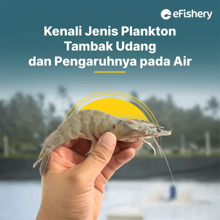 jenis plankton tambak udang dan pengaruhnya pada air