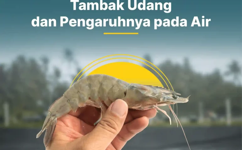 jenis plankton tambak udang dan pengaruhnya pada air