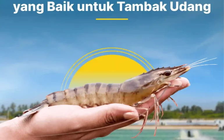 kisaran nilai tom udang yang baik untuk tambak udang