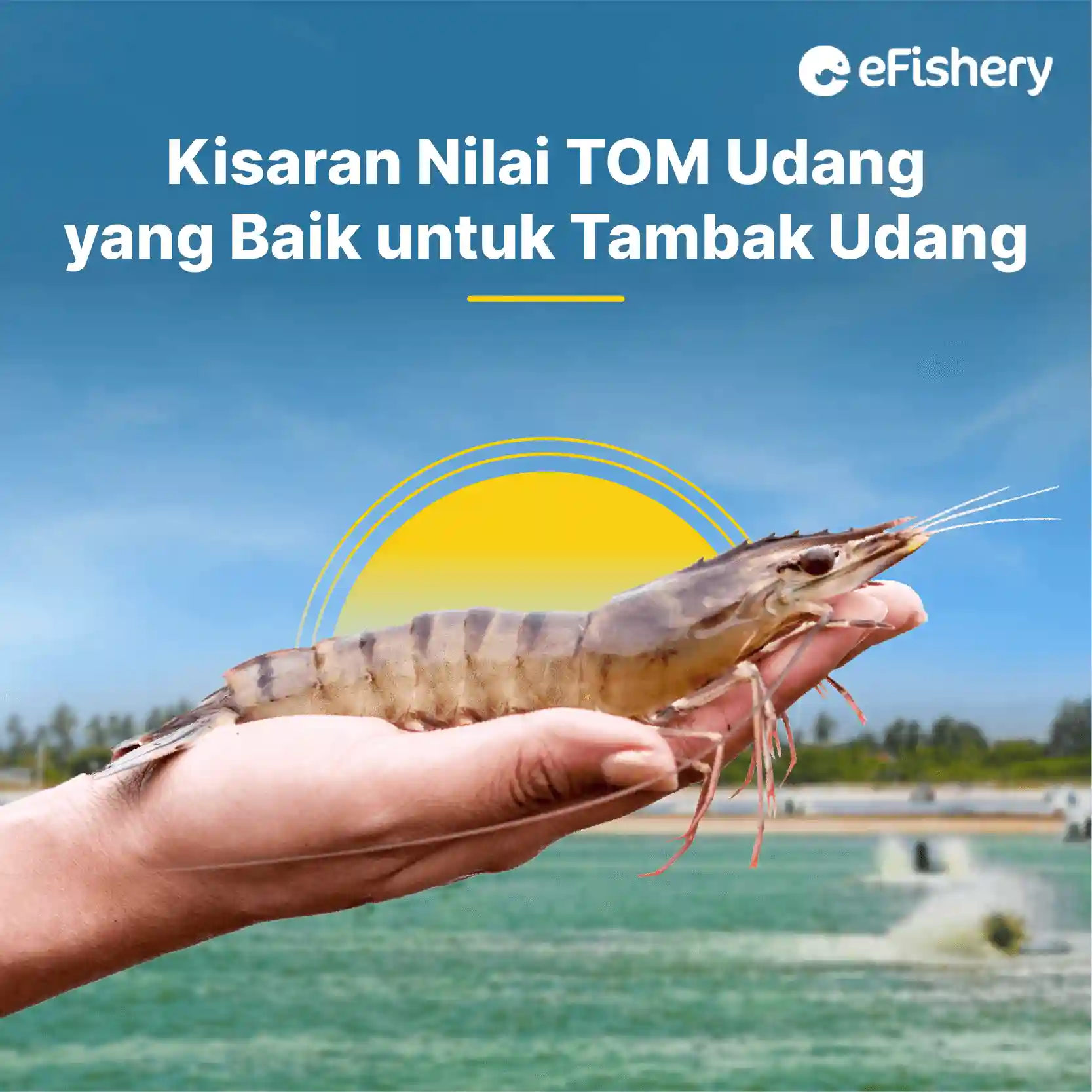 kisaran nilai tom udang yang baik untuk tambak udang