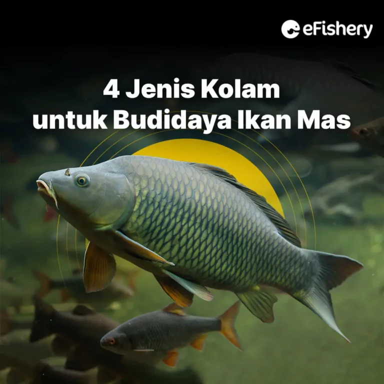 kolam ikan mas