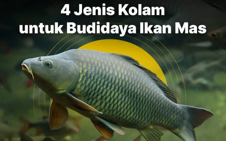 kolam ikan mas