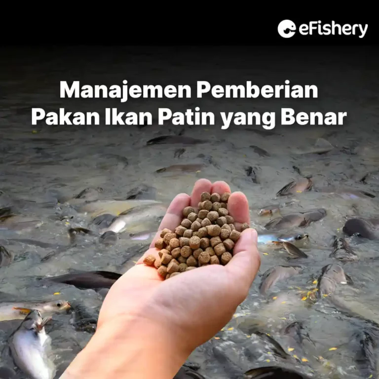 manajemen pemberian pakan ikan patin