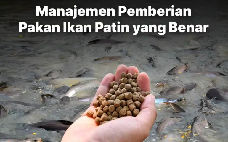 manajemen pemberian pakan ikan patin