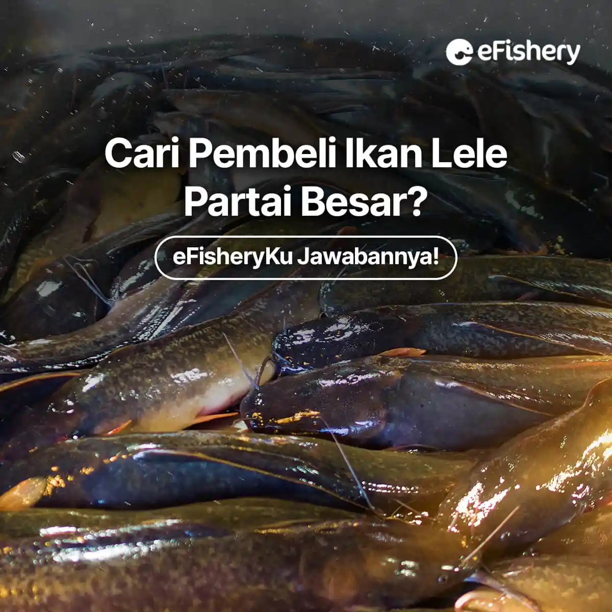 pembeli ikan lele partai besar