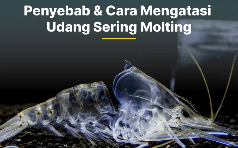 penyebab dan cara mengatasi udang sering molting