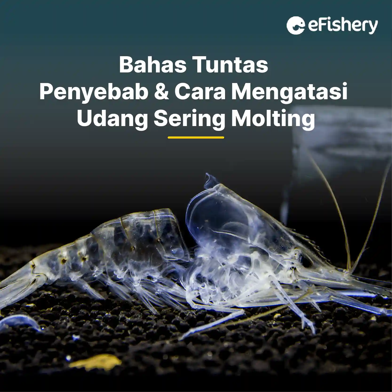 penyebab dan cara mengatasi udang sering molting