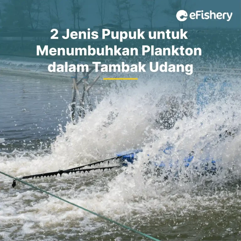 jenis pupuk untuk menumbuhkan plankton tambak udang